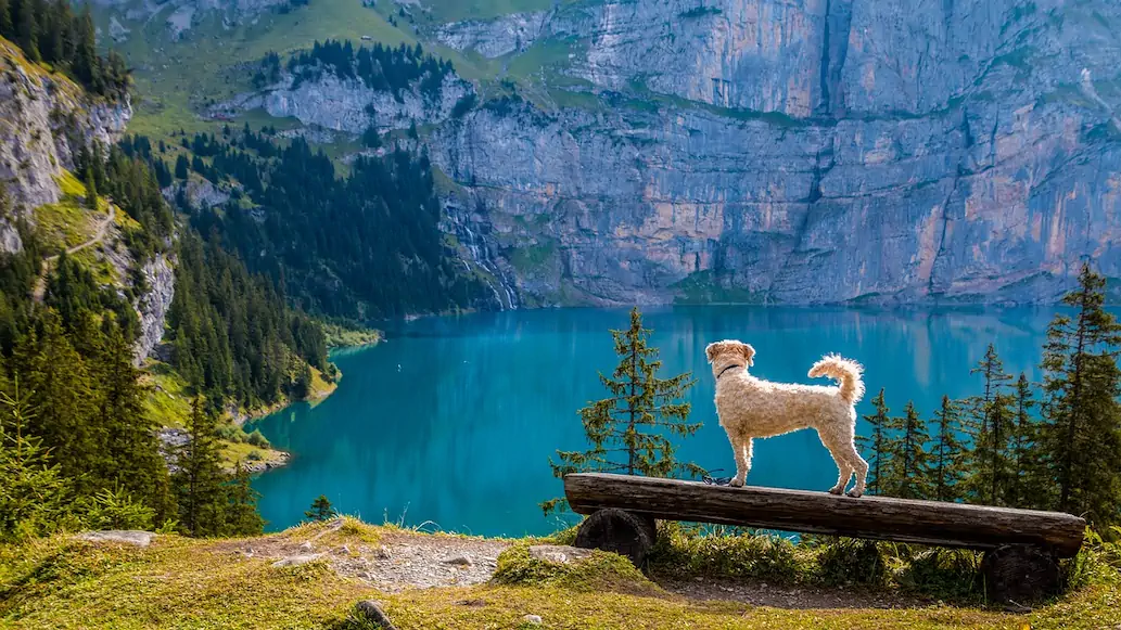 eco-friendly travel with dog