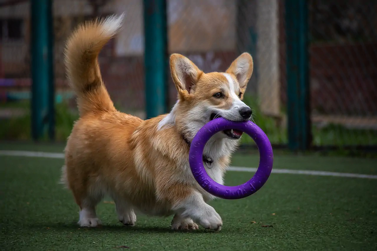 reactive dog training toys