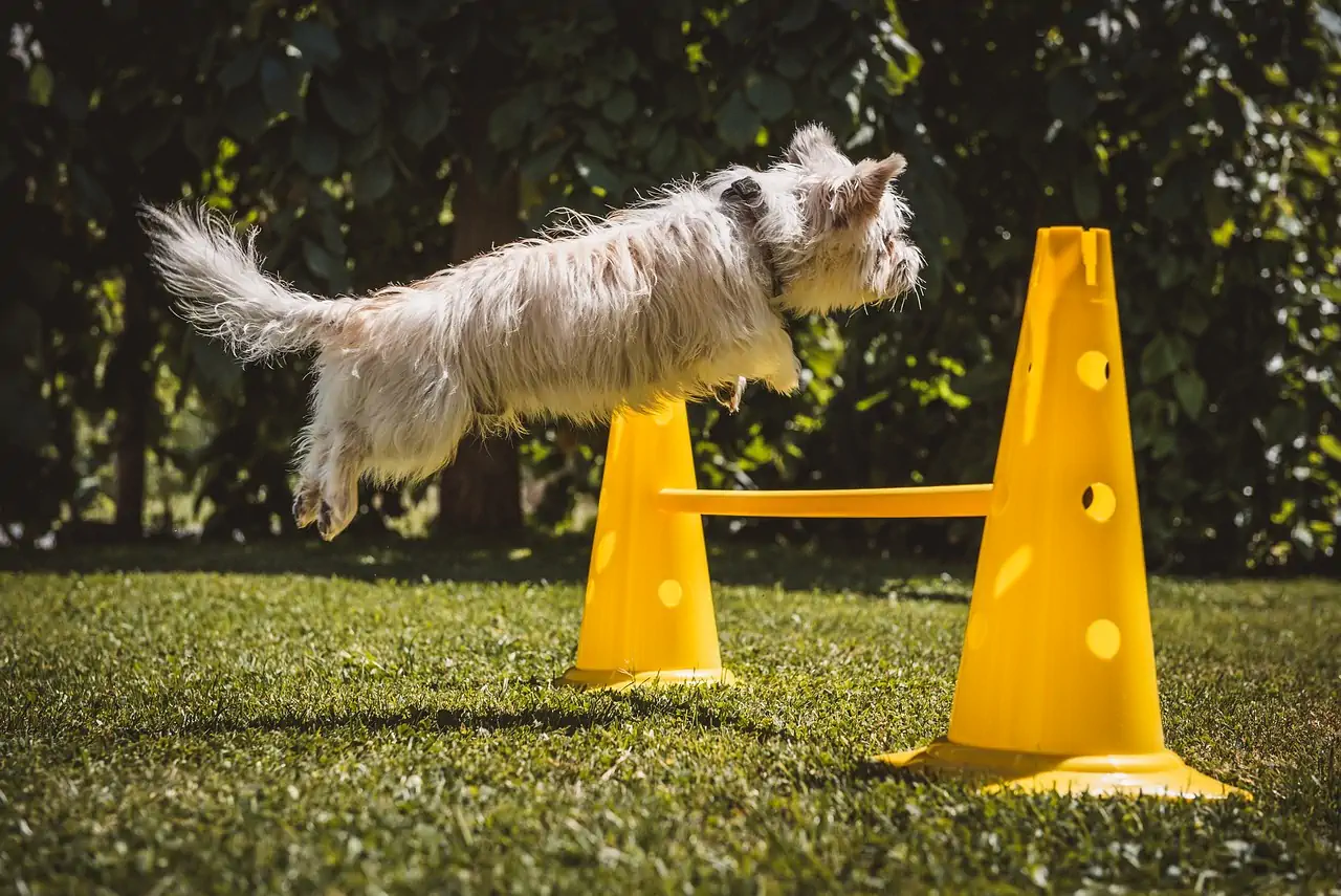 reactive dog training techniques