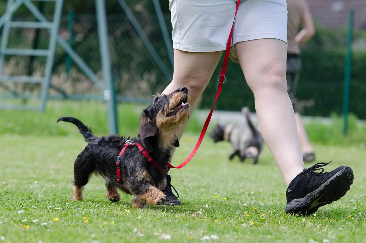 reactive dog training environment