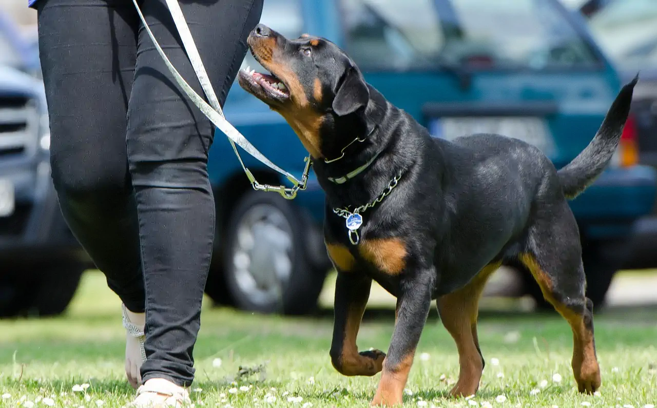 dog training leash
