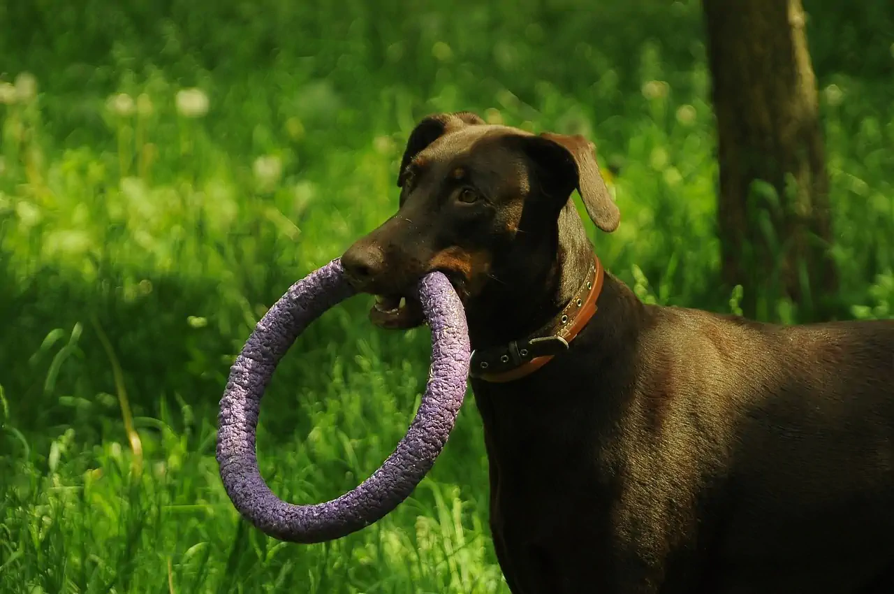 reactive dog training socialization
