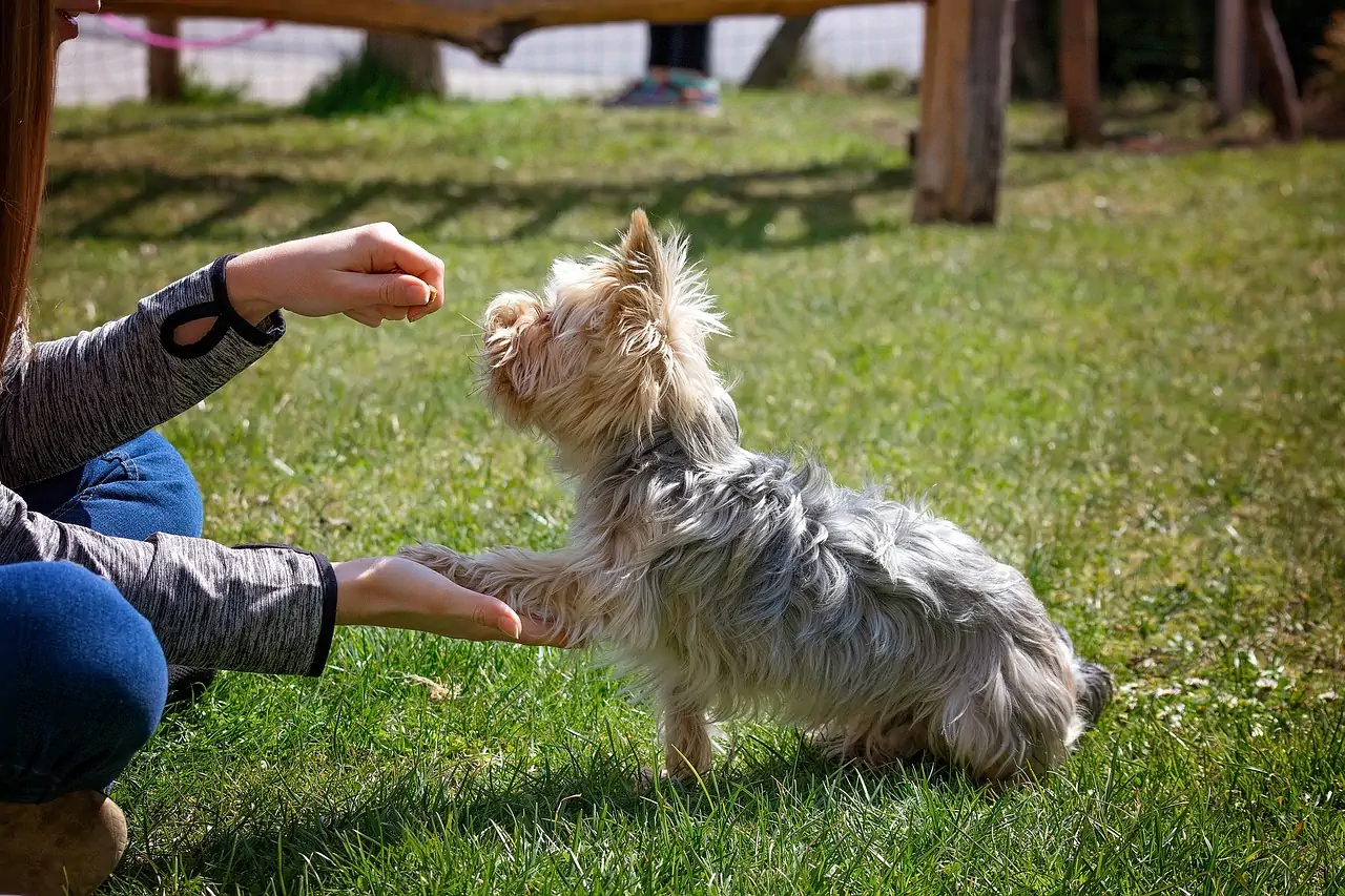 reactive dog training treats
