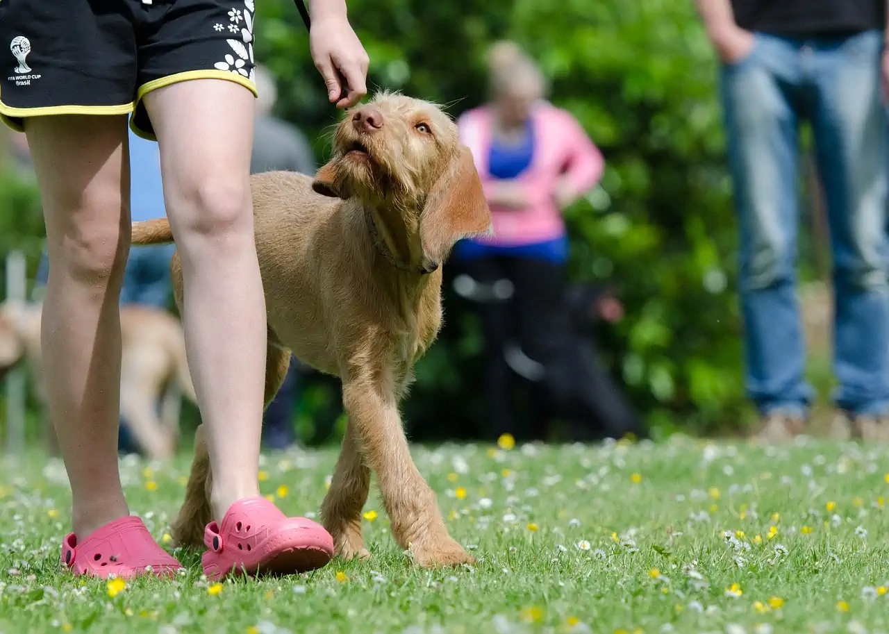 reactive dog training trainer